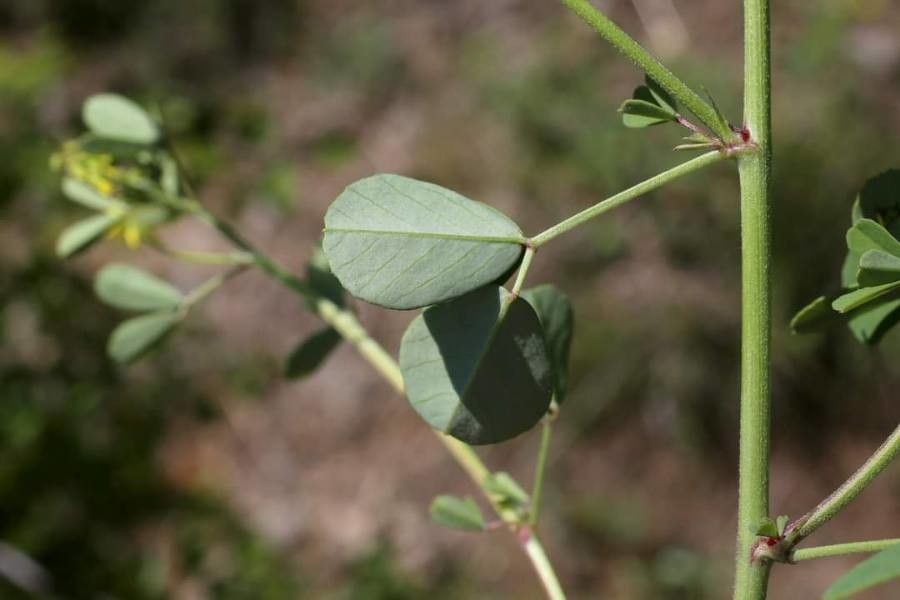 Melilotus neapolitanus leaf