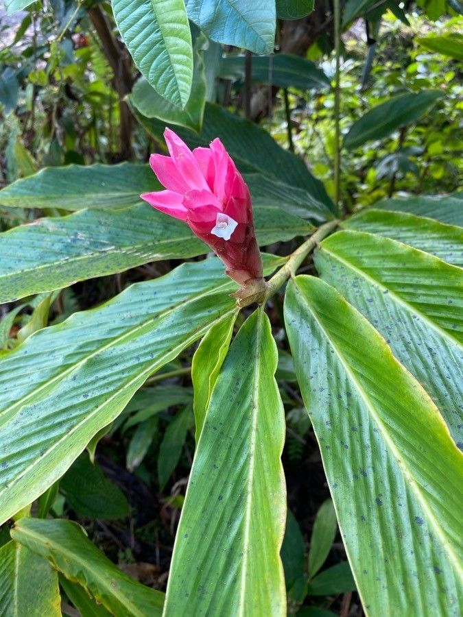 Alpinia purpurata flower