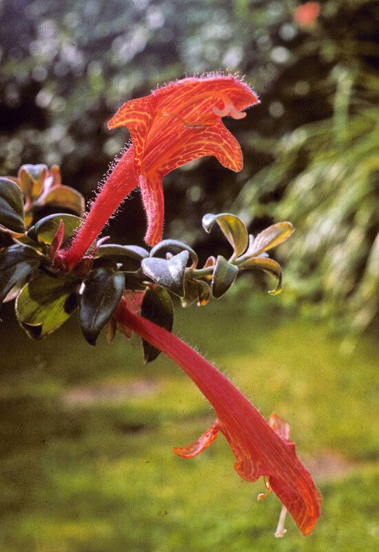 Columnea oerstediana flower