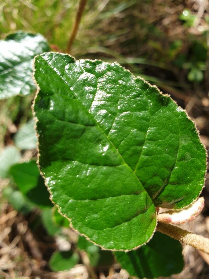 Pomaderris ledifolia — search result for 'Rhamnaceae'