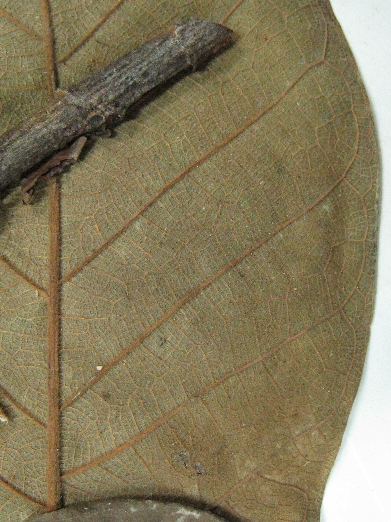 Ficus duckeana — houseplant care guide