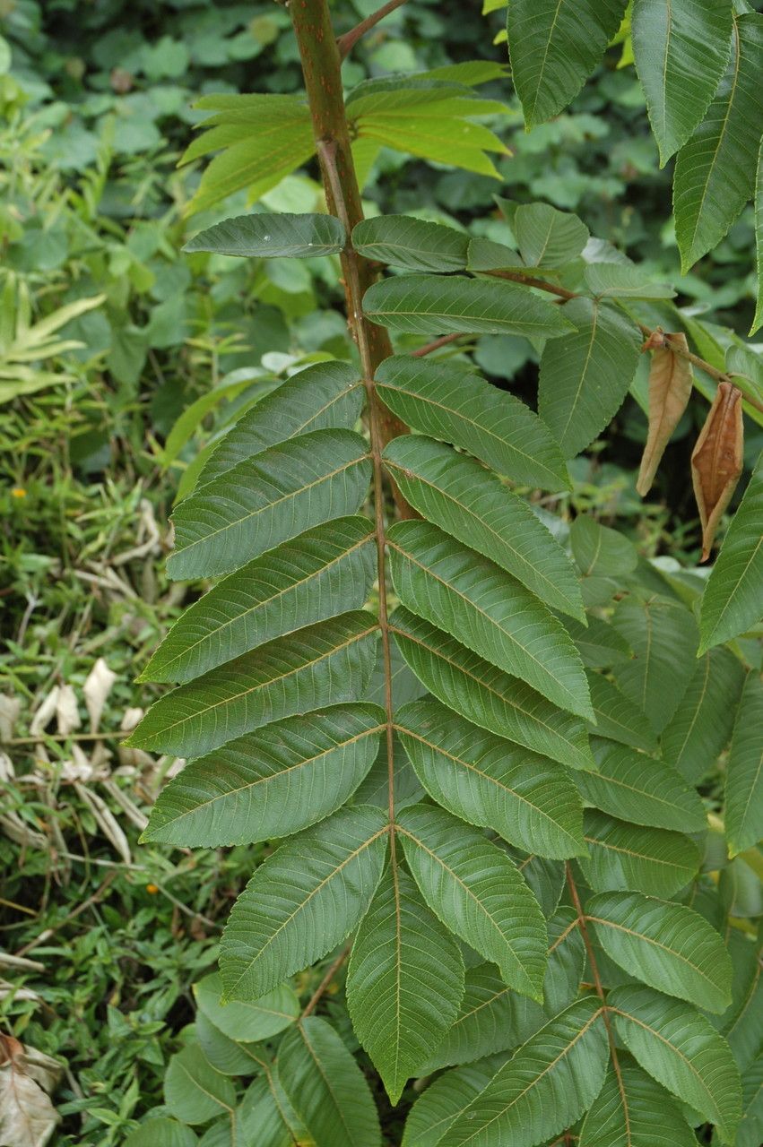 Rhus sandwicensis — search result for 'Anacardiaceae'