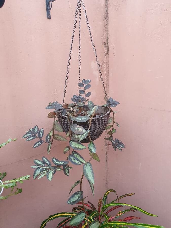 Pellionia repens habit