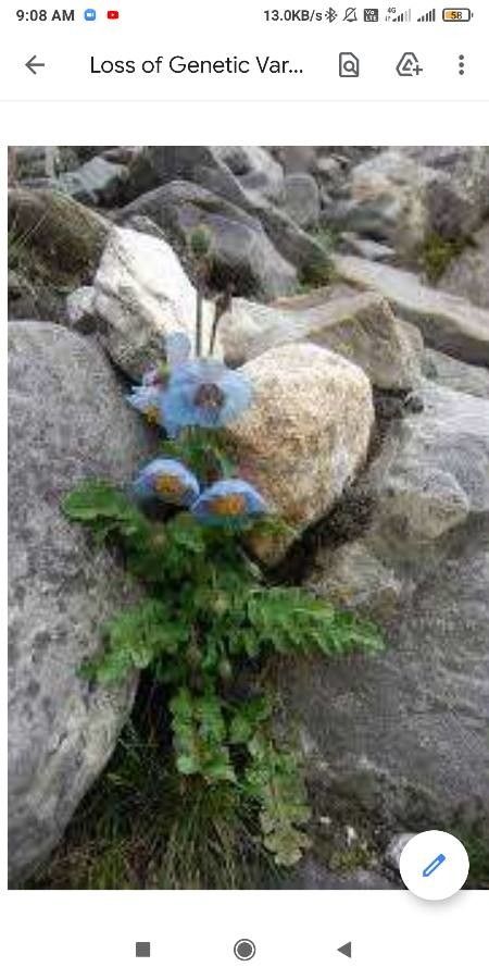 Meconopsis aculeata — related species from the same genus