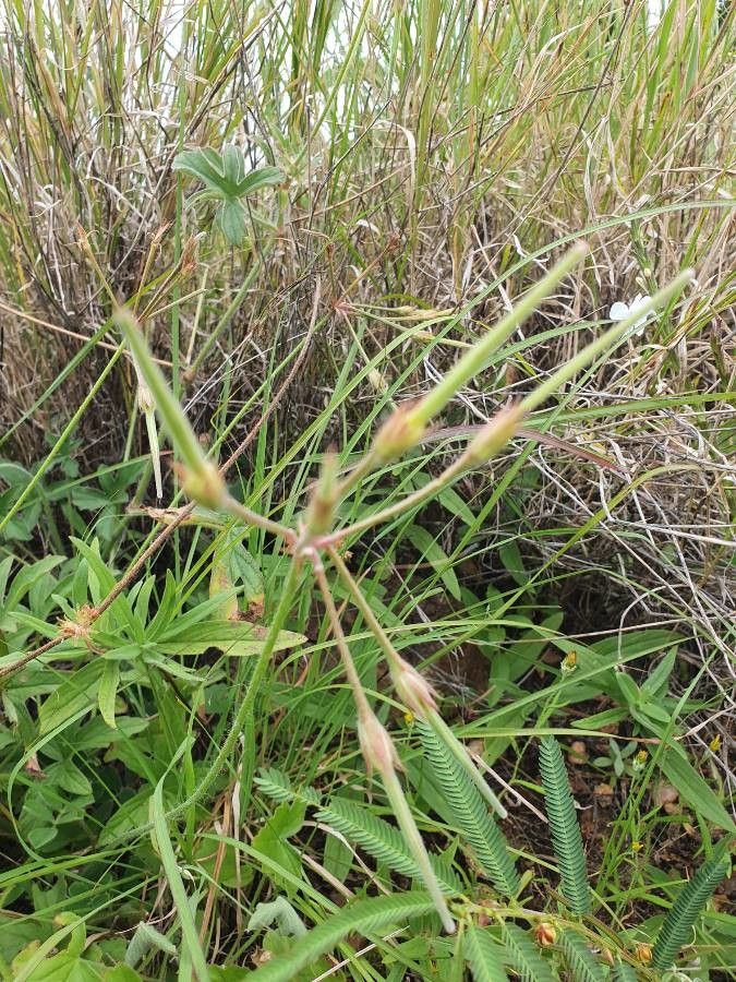 Pelargonium quinquelobatum fruit