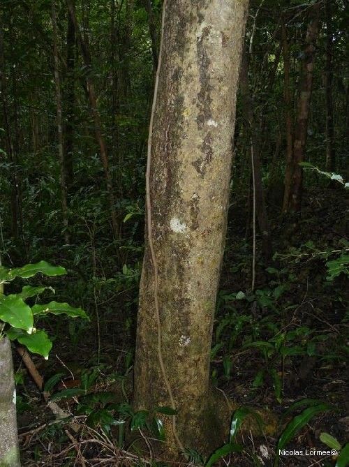 Tinadendron kajewskii — related species from the same genus