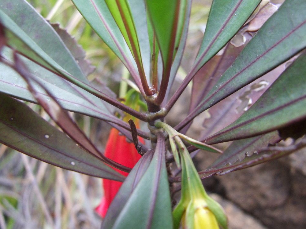 Thiollierea neriifolia — houseplant care guide