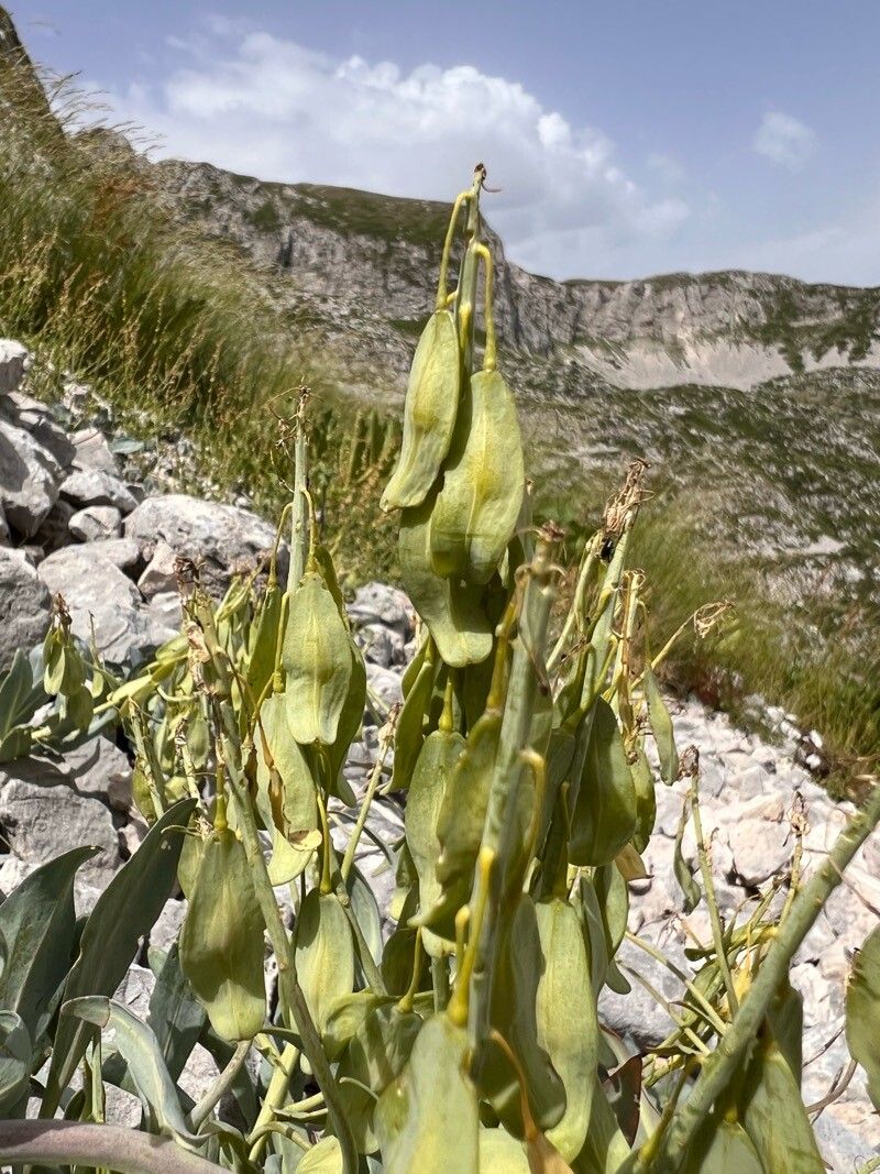 Isatis apennina fruit