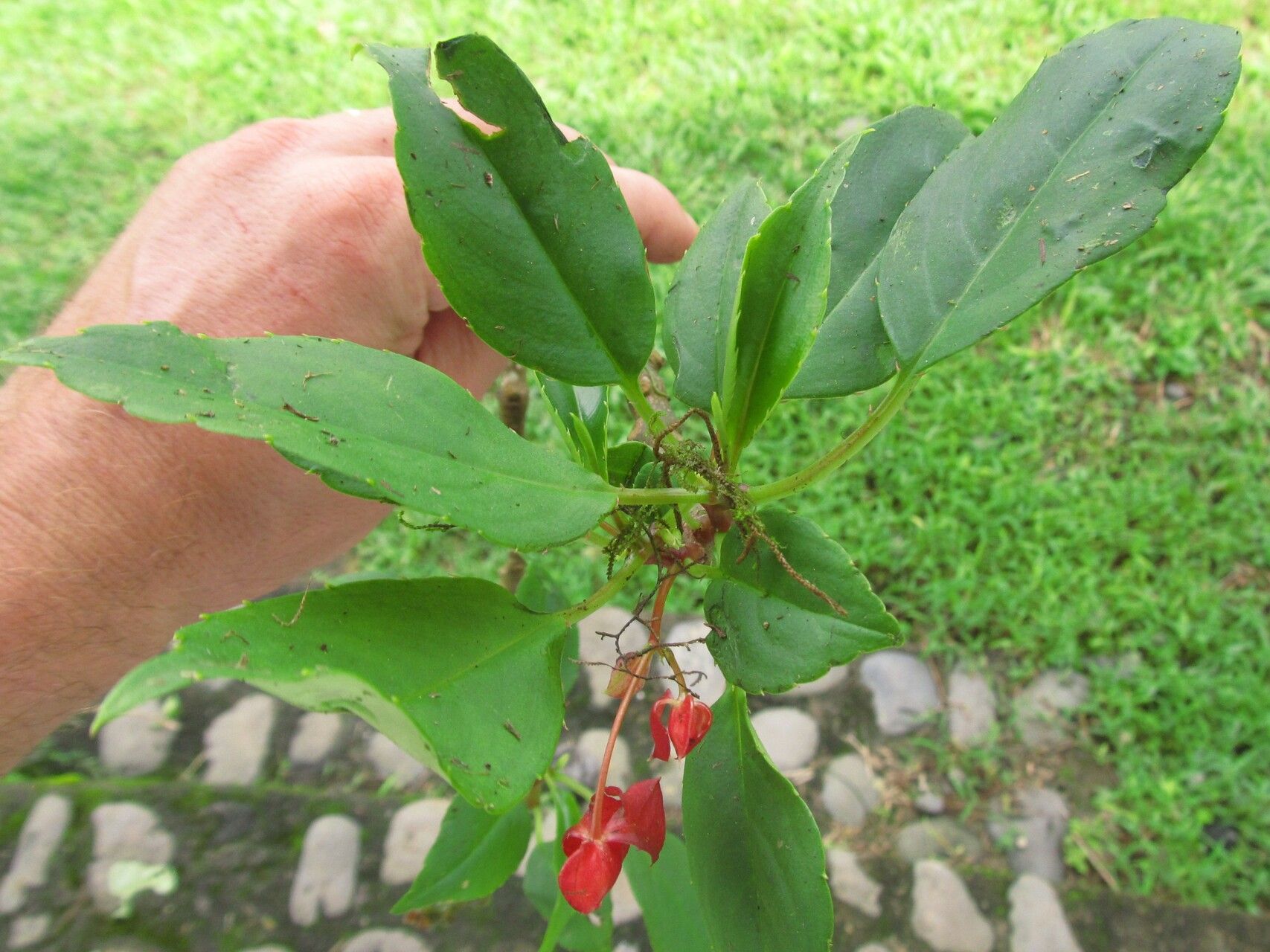 Impatiens etindensis — houseplant care guide