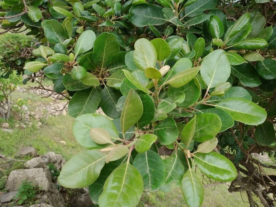 Sideroxylon marginatum — houseplant care guide