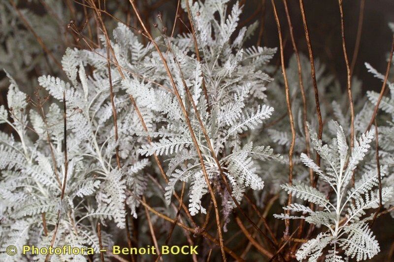 Tanacetum ptarmiciflorum habit