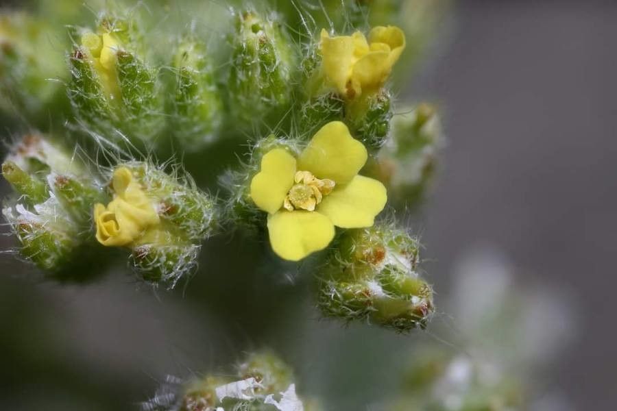 Alyssum hirsutum flower