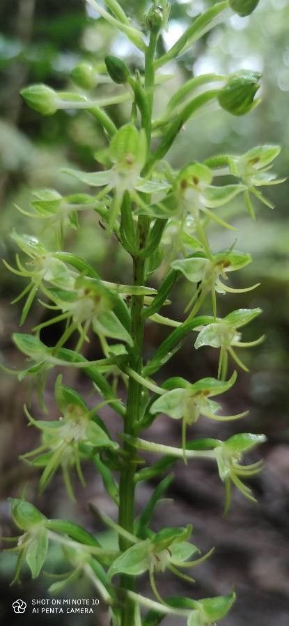 Habenaria repens flower