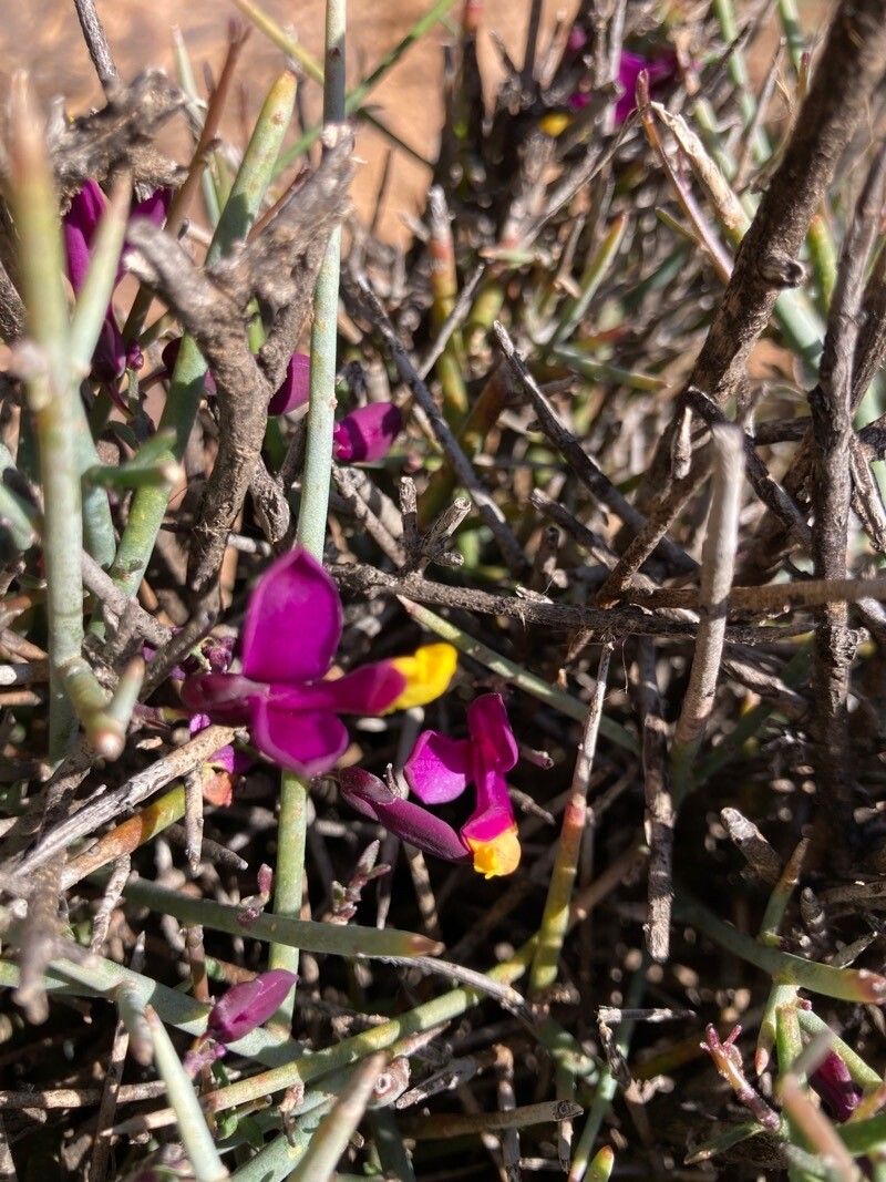 Polygala balansae — search result for 'Polygala'