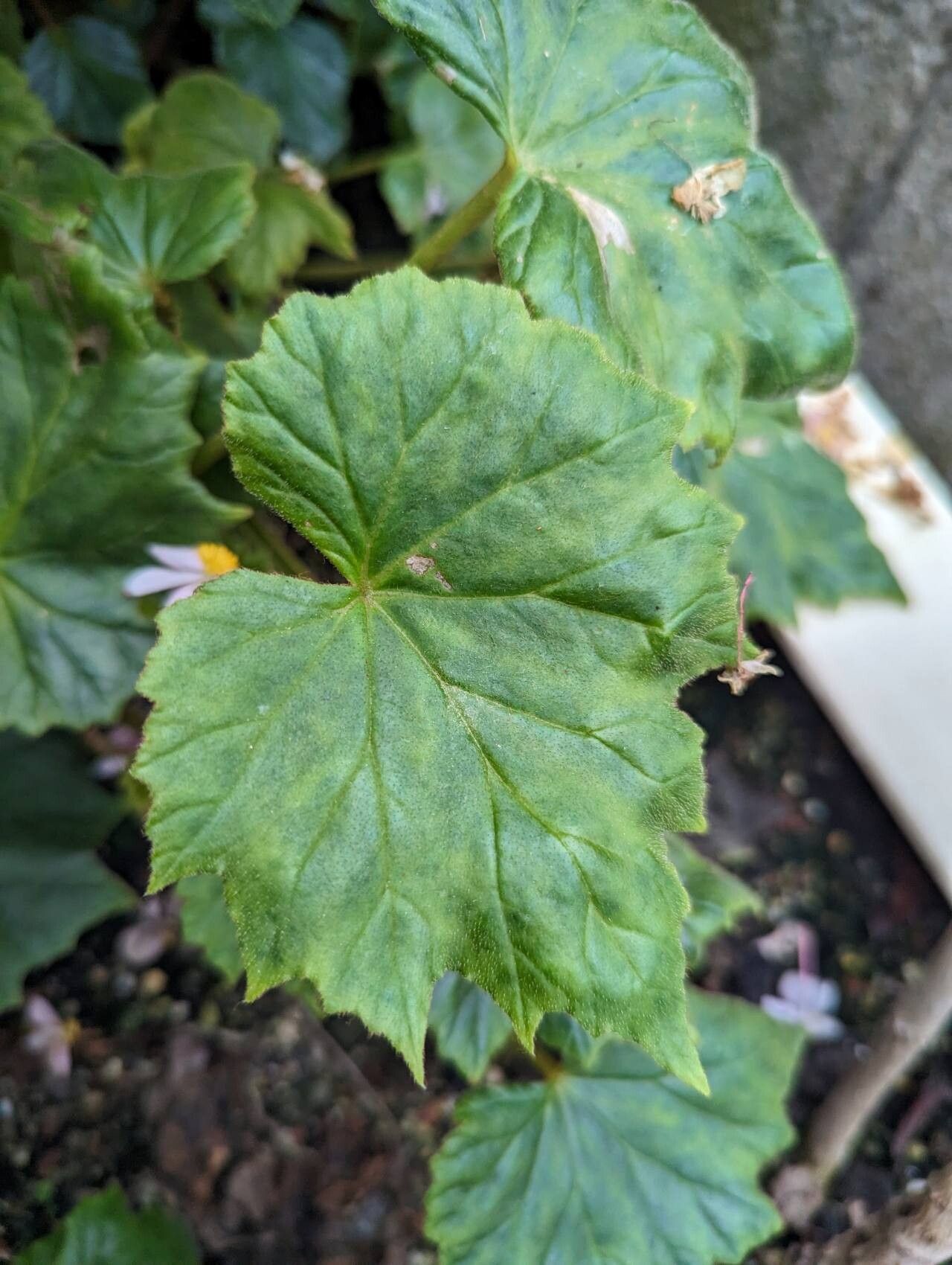 Begonia humilis — houseplant care guide
