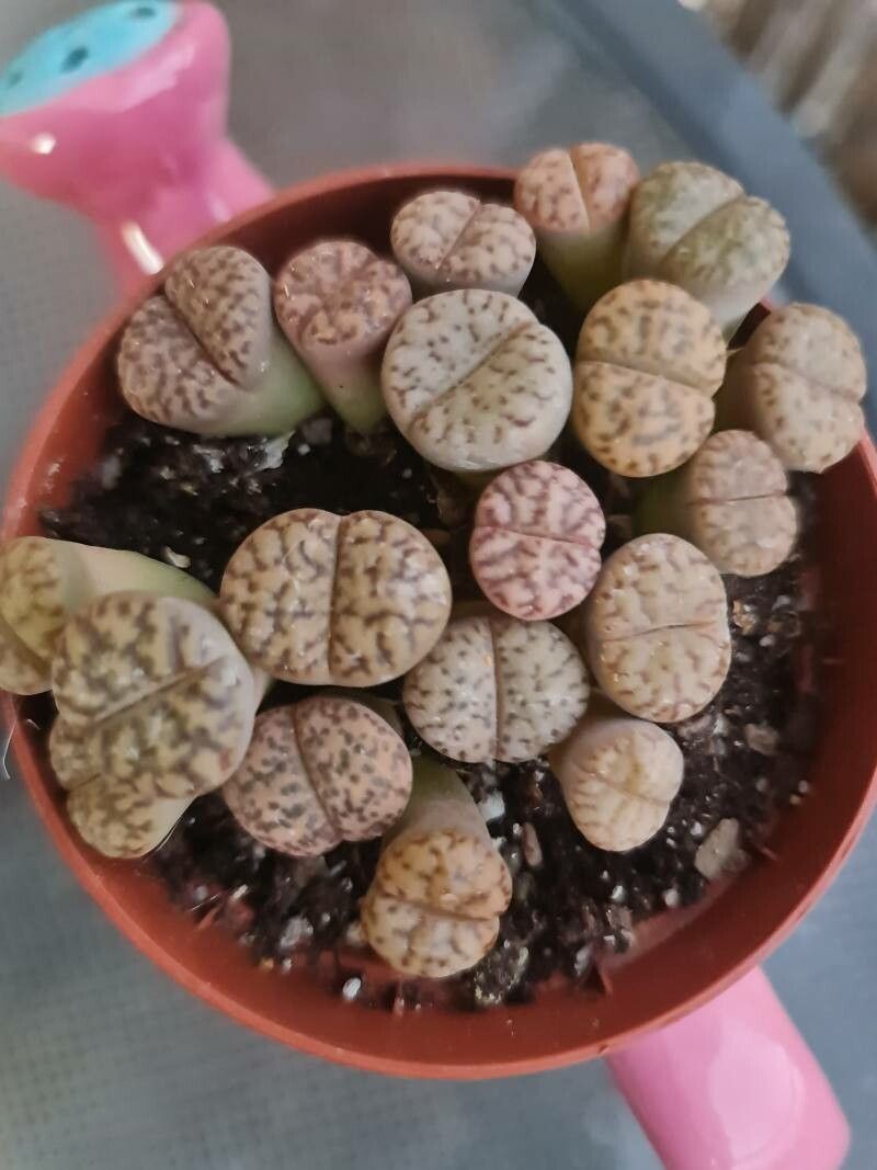 Lithops bromfieldii leaf