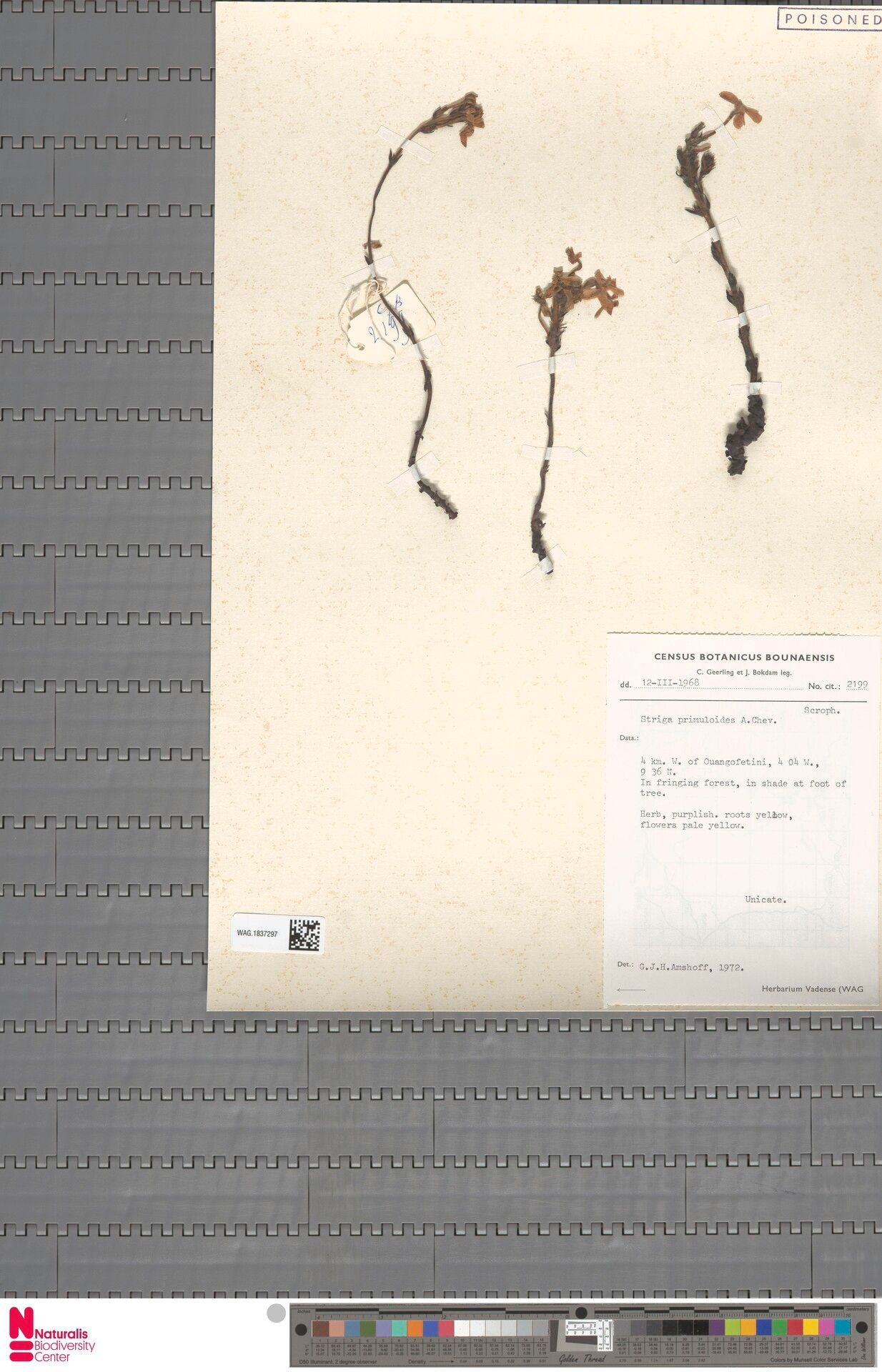 Striga primuloides — houseplant care guide