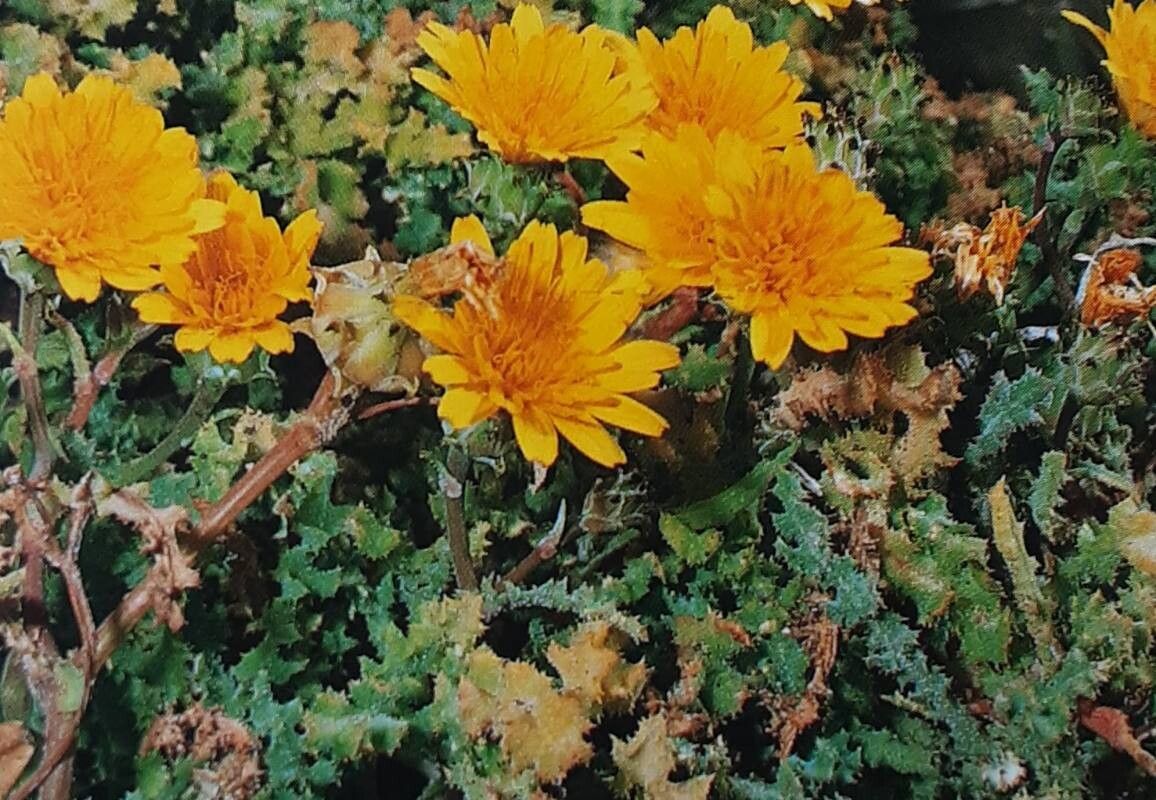 Reichardia crystallina flower