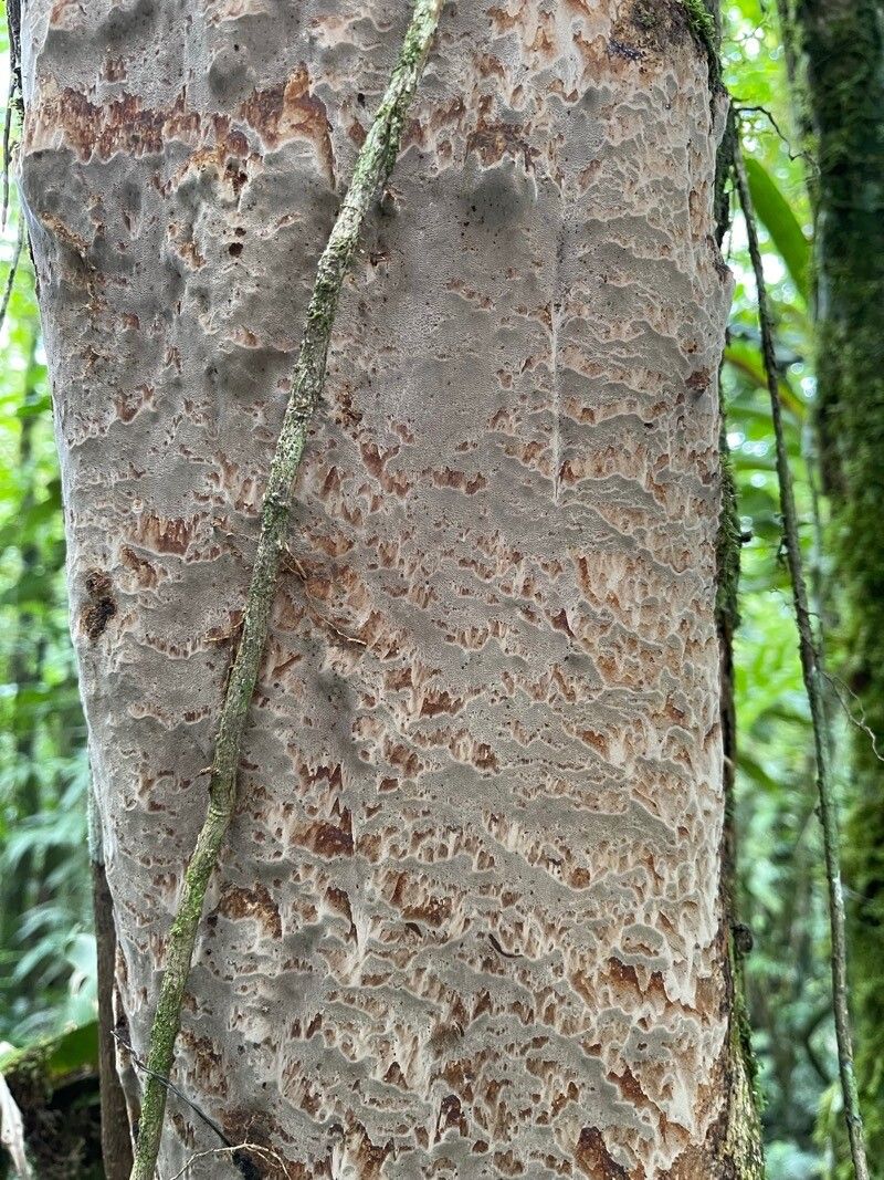 Meliosma glabrata — houseplant care guide