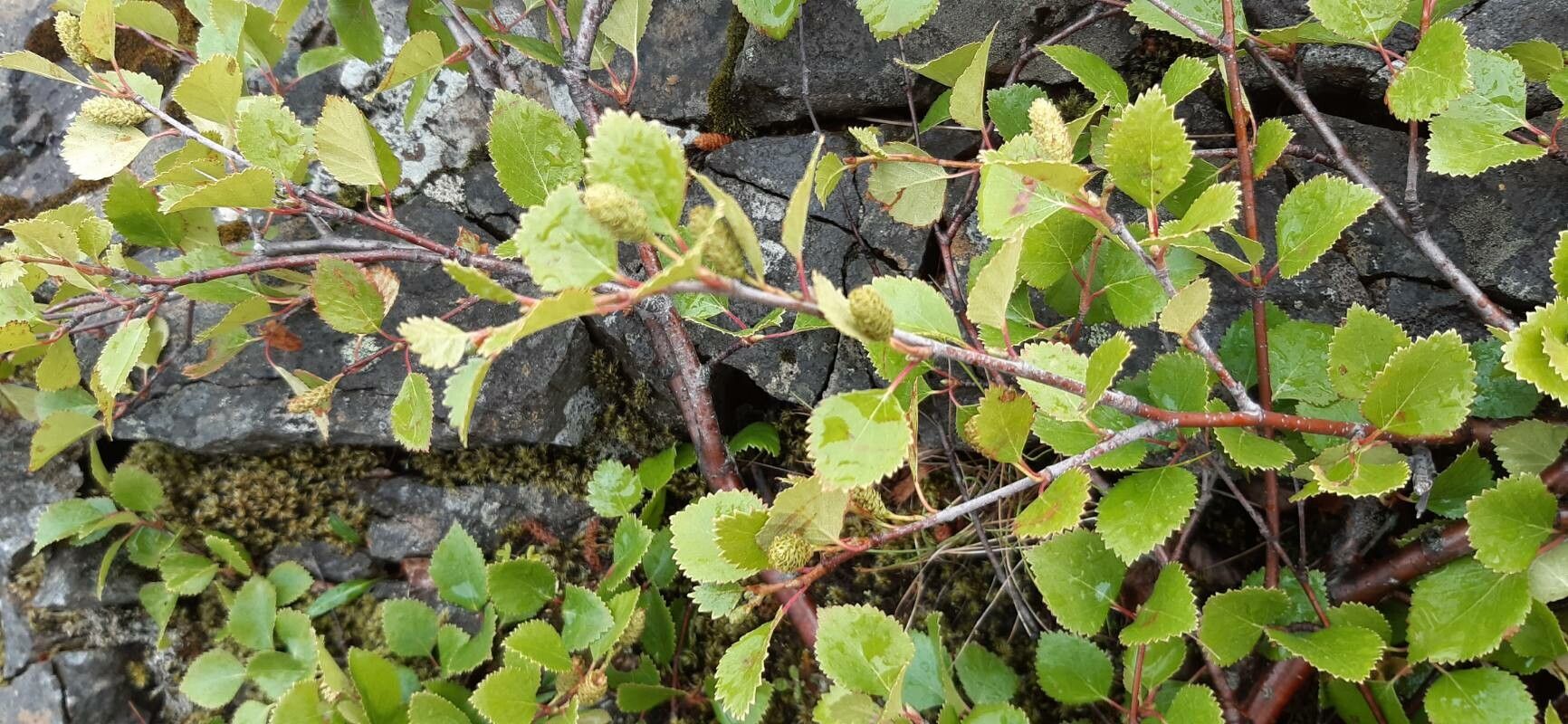 Betula humilis fruit