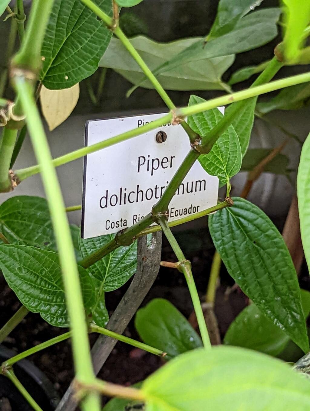 Piper dolichotrichum bark