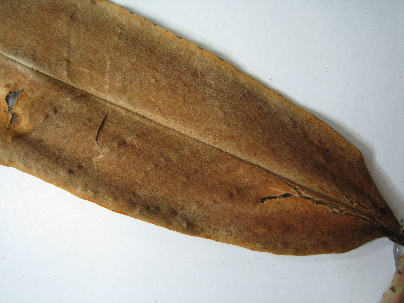 Marcgravia coriacea — related species from the same genus