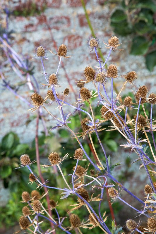 Eryngium bourgatii fruit