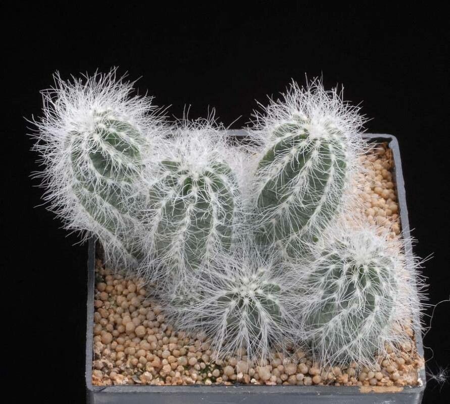 Echinocereus weinbergii habit