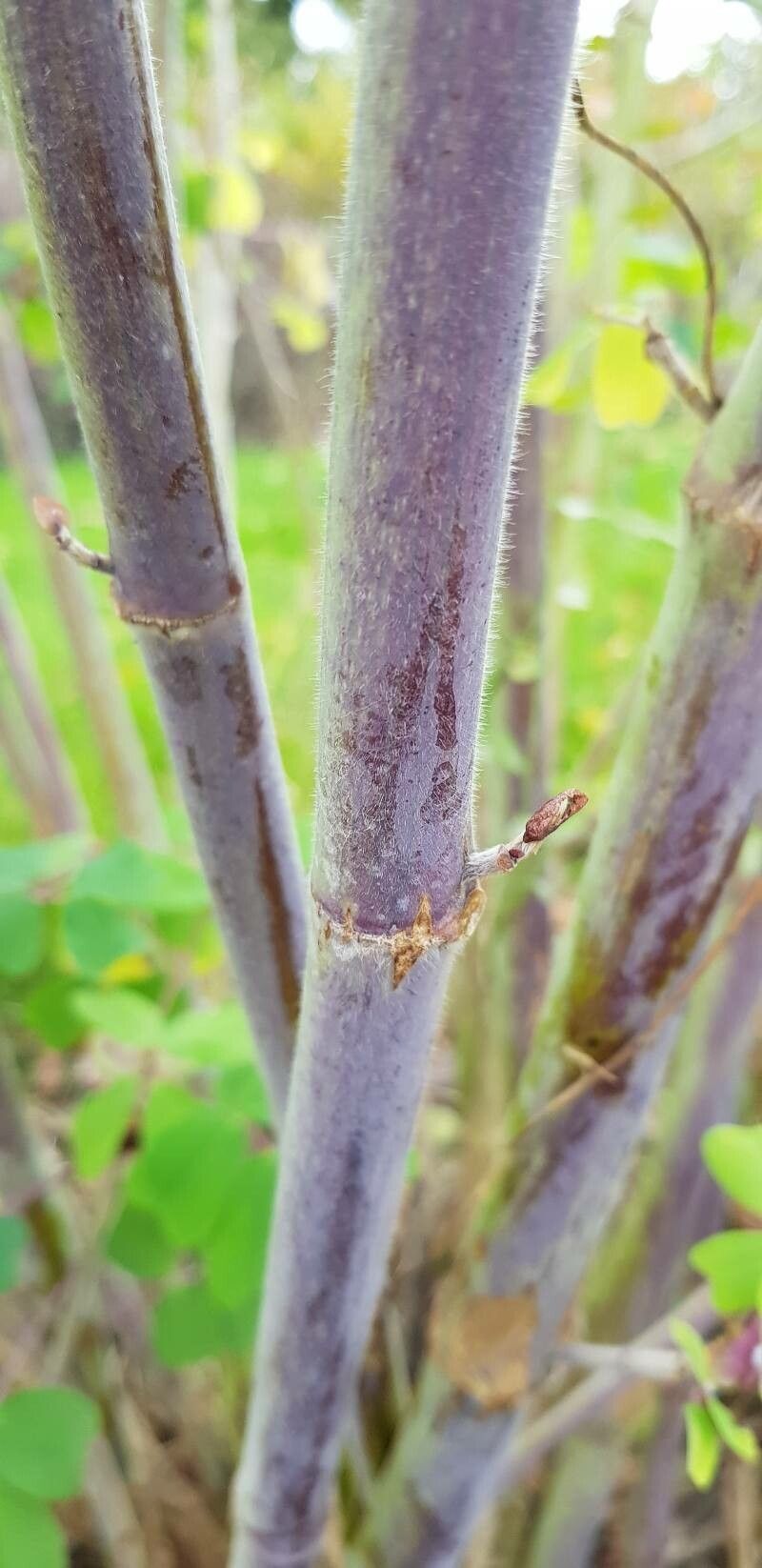 Amicia zygomeris bark