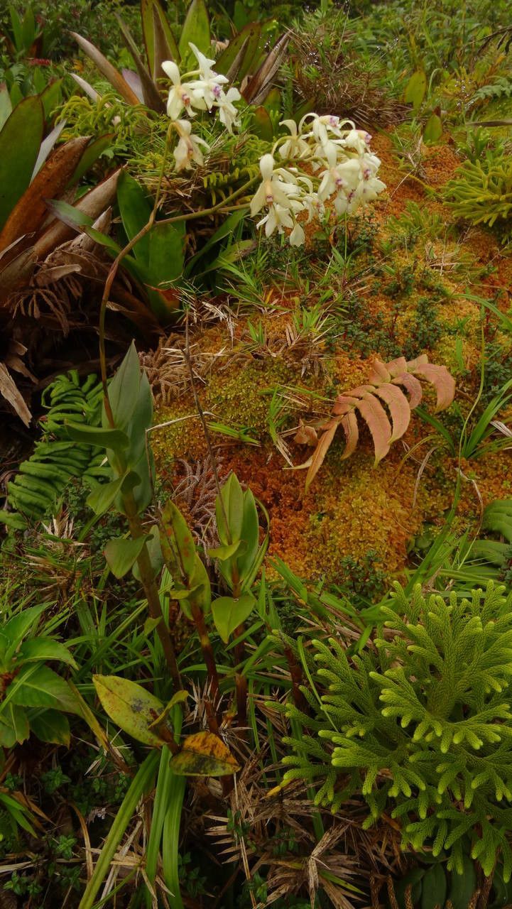 Epidendrum patens habit