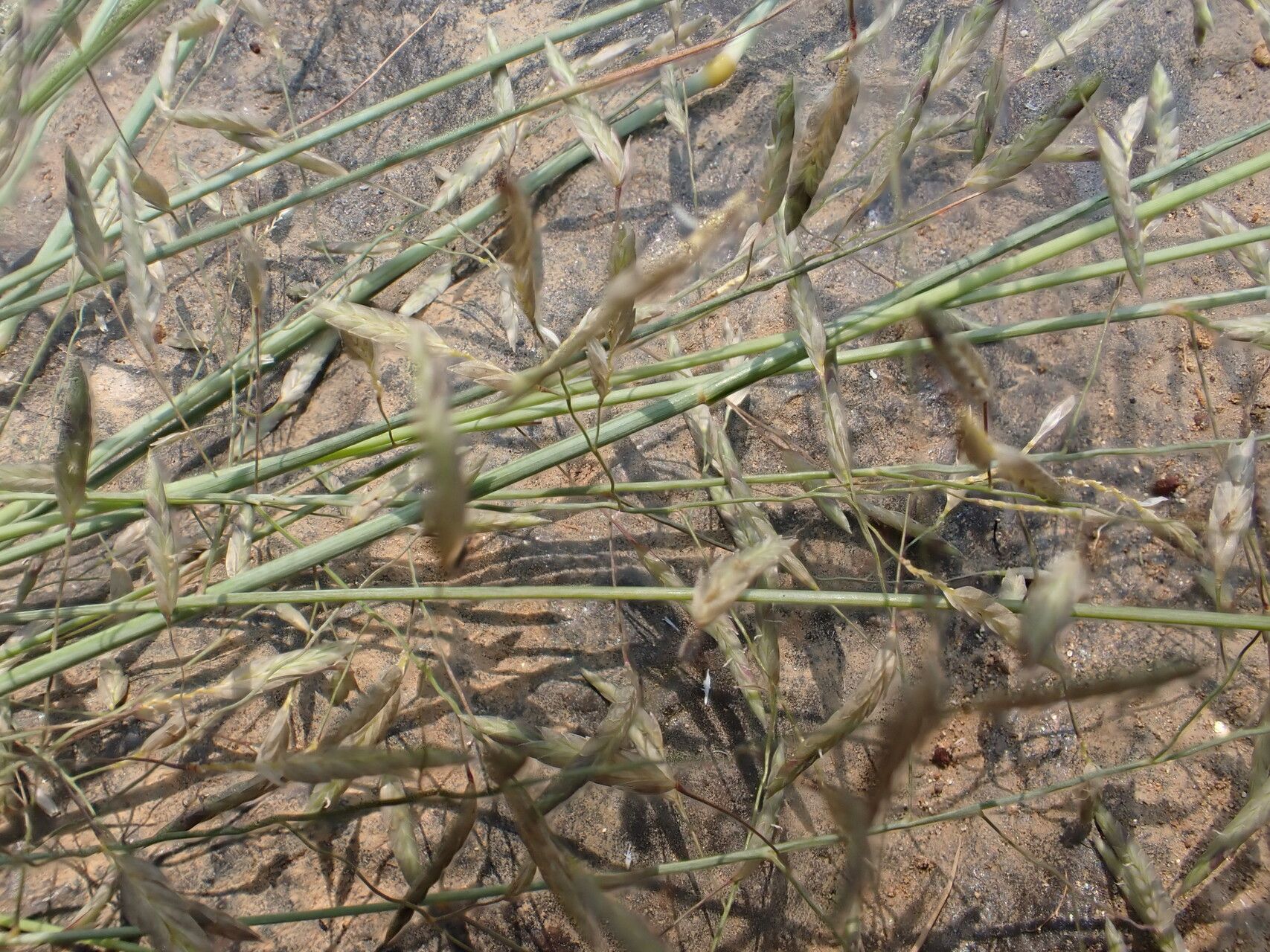 Eragrostis barteri habit