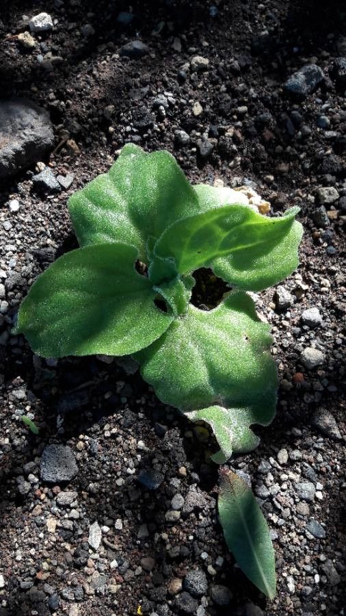 Mesembryanthemum crystallinum — difficulty difficulty houseplant