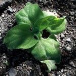 Mesembryanthemum crystallinum