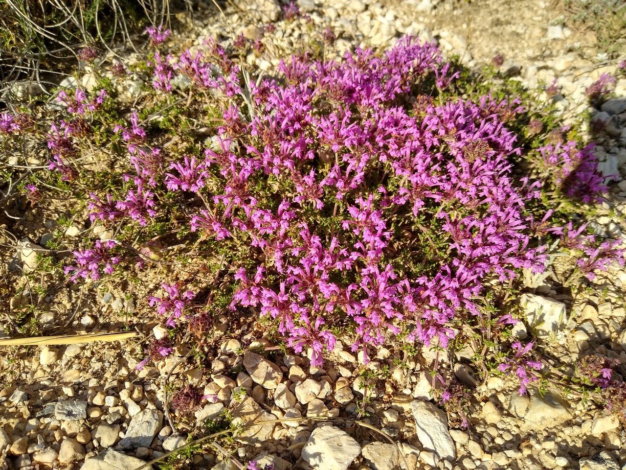 Thymus longiflorus habit