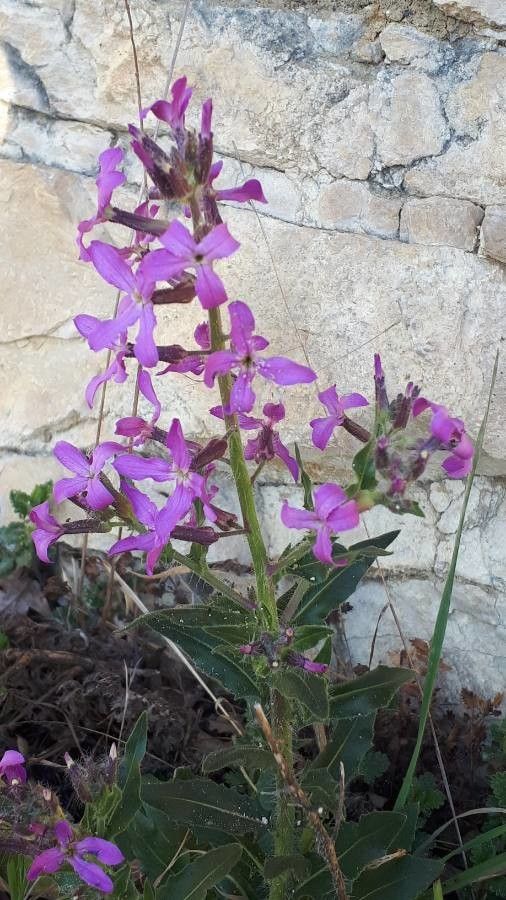 Hesperis laciniata flower