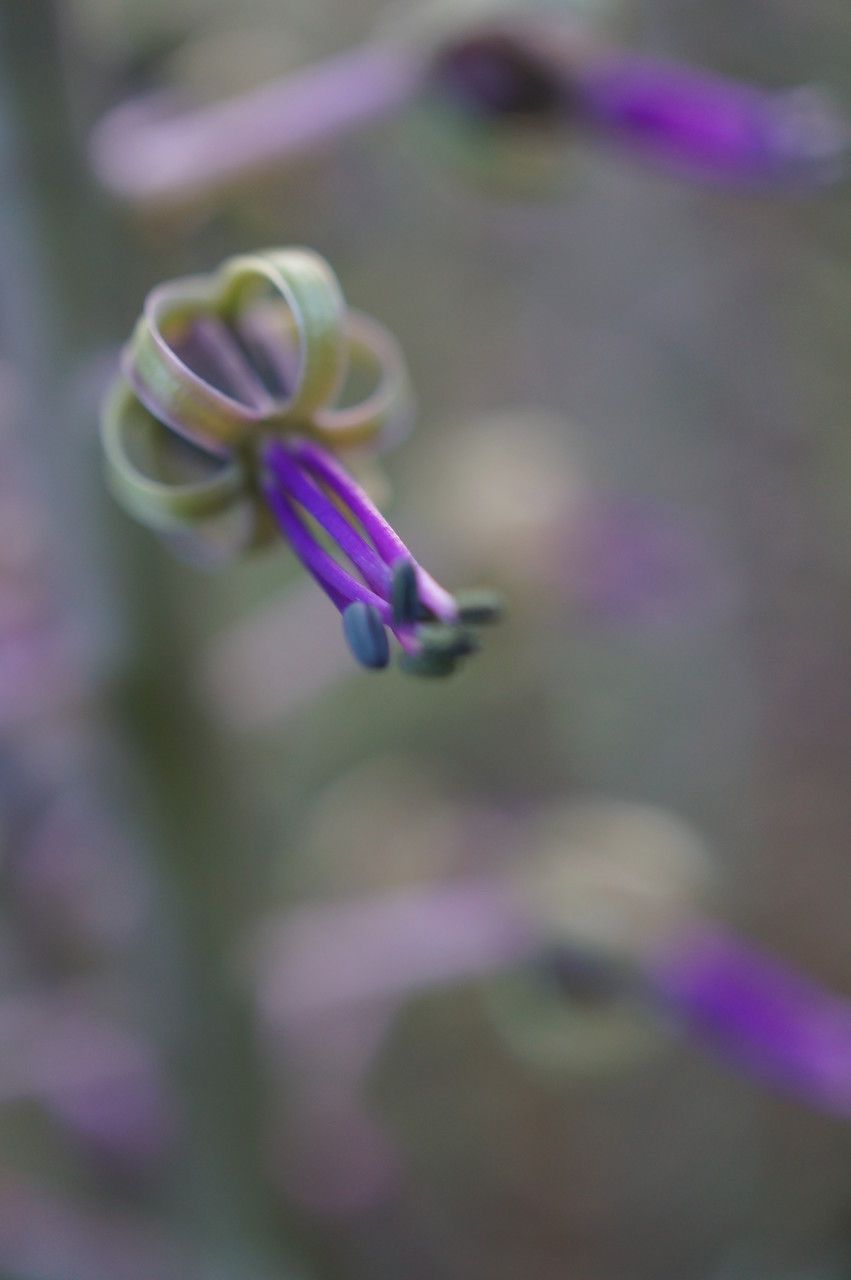 Ledebouria revoluta flower