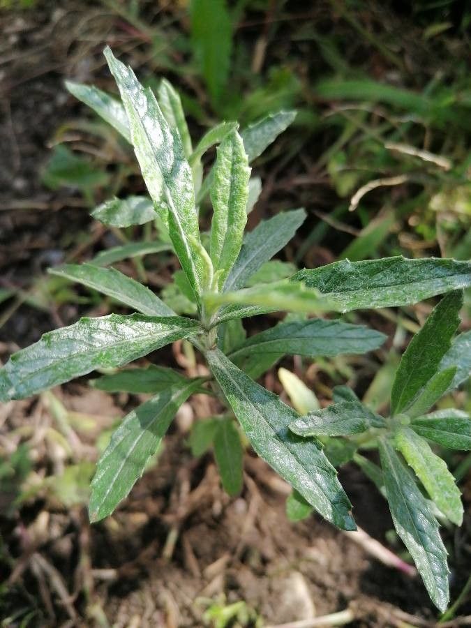 Artemisia suksdorfii habit