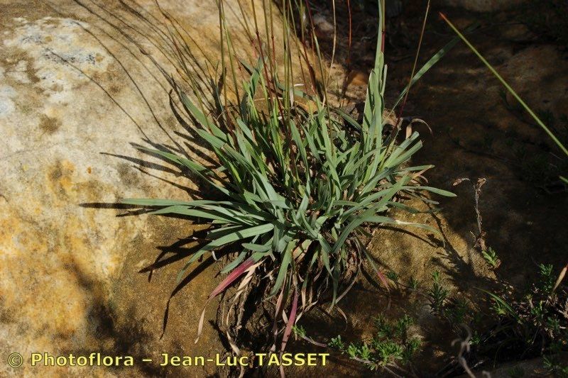 Helictochloa albinervis — related species from the same genus
