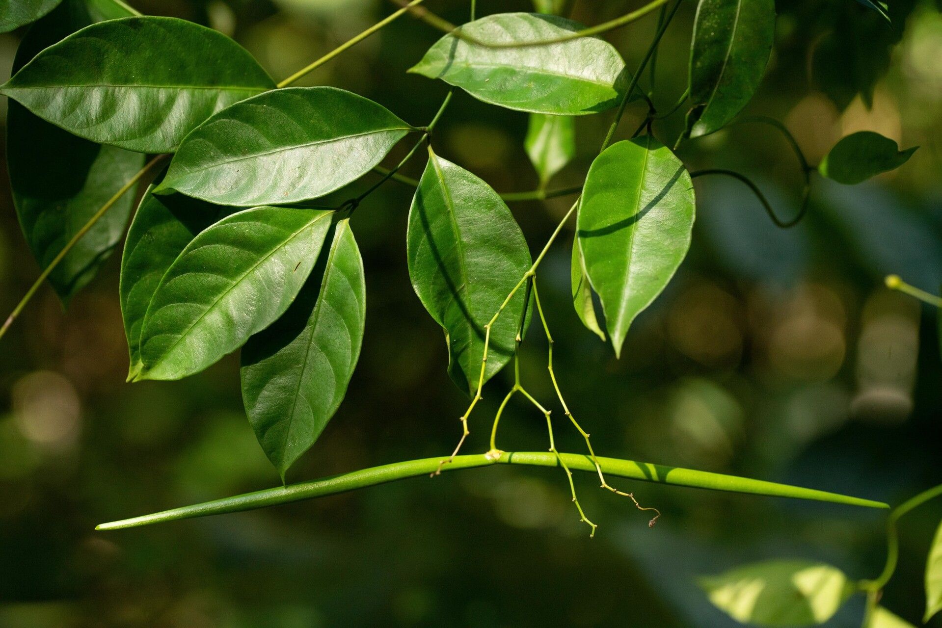 Odontadenia laxiflora — related species from the same genus