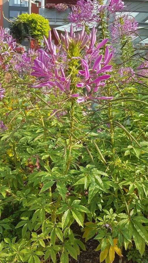 Cleome houtteana