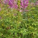 Cleome houtteana
