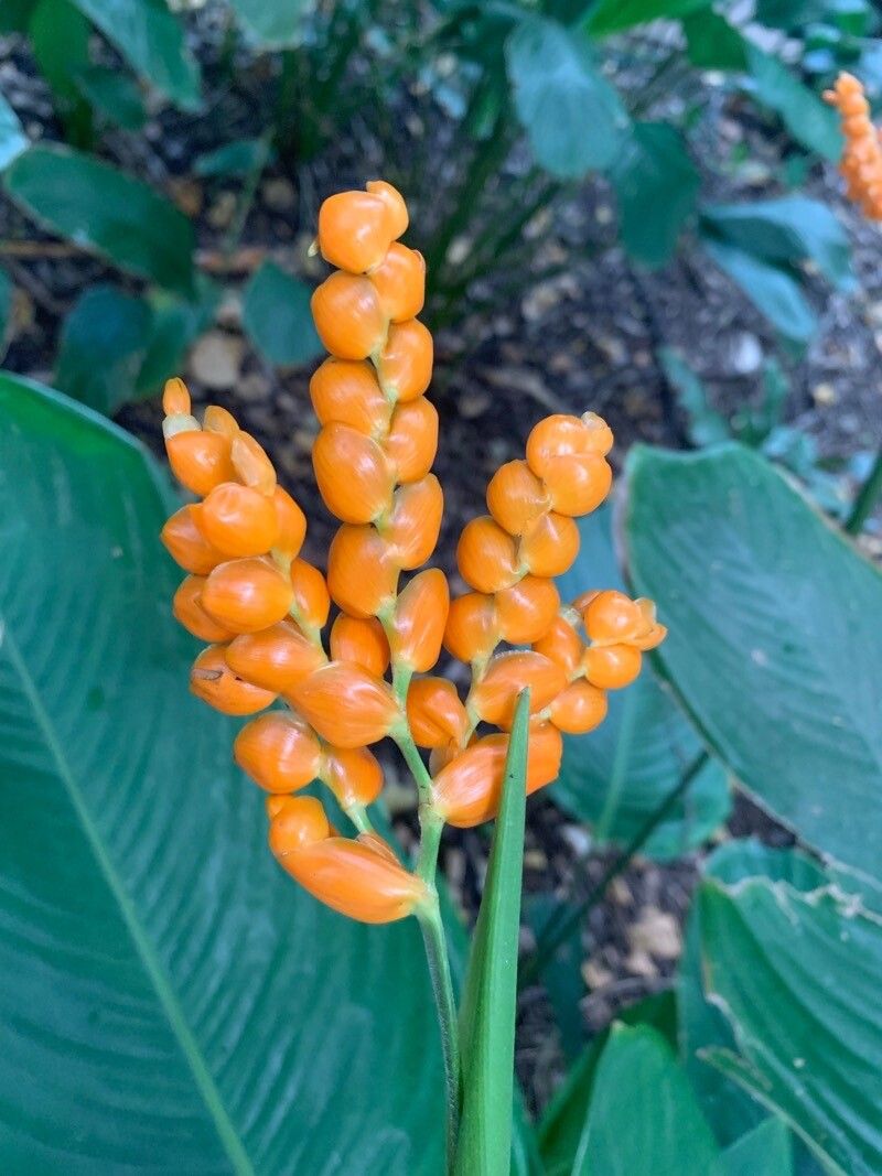 Stromanthe stromanthoides flower