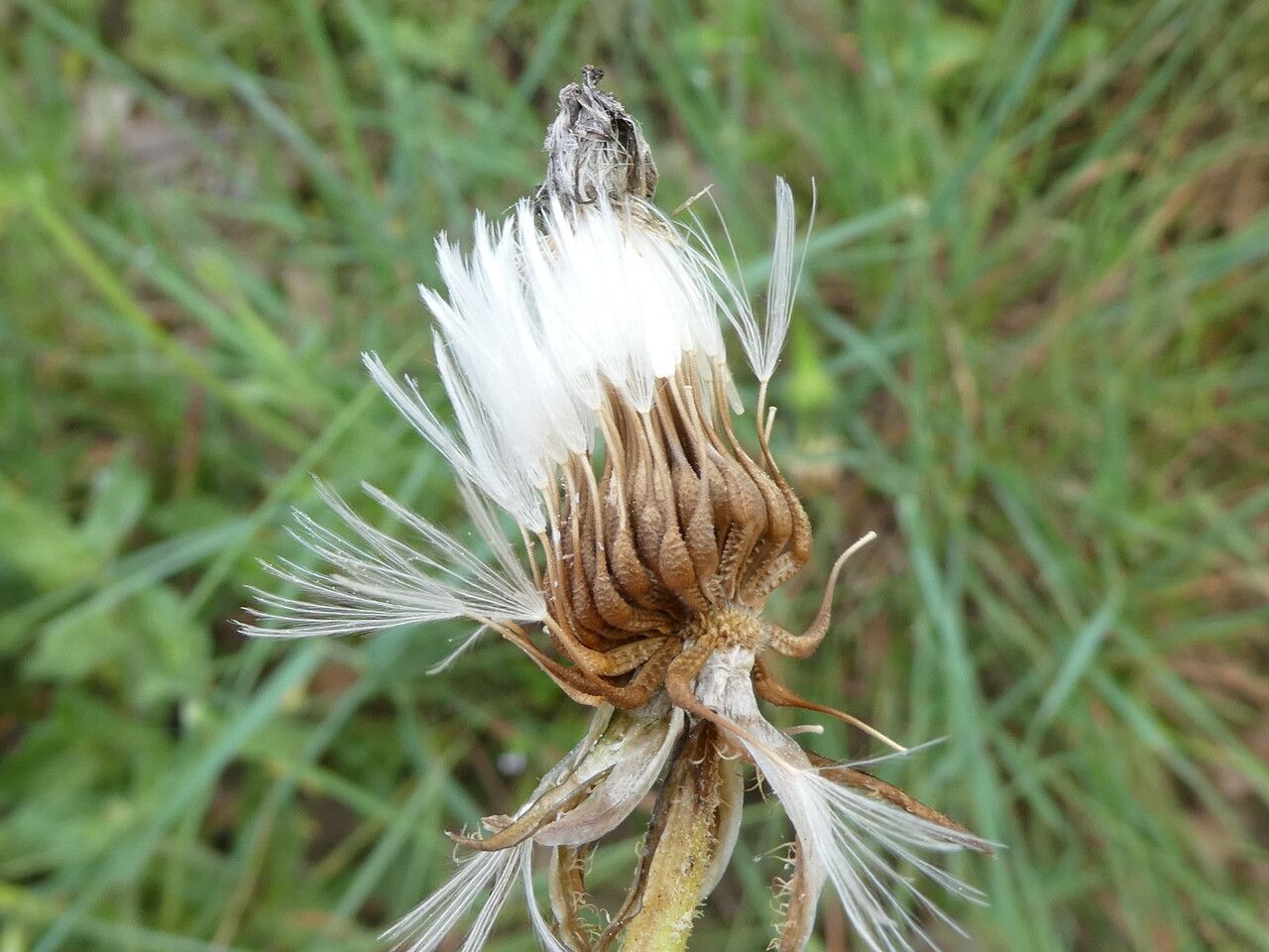 Urospermum picroides fruit