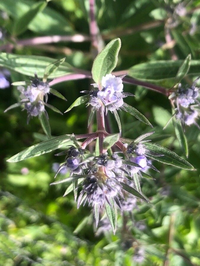 Nepeta hispanica flower