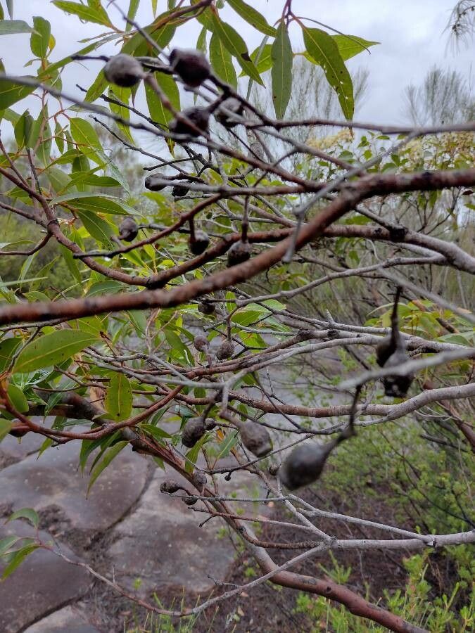 Corymbia gummifera fruit