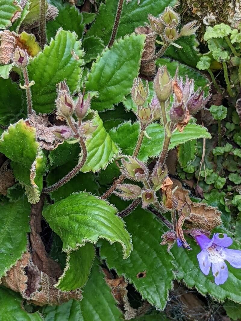 Haberlea rhodopensis fruit