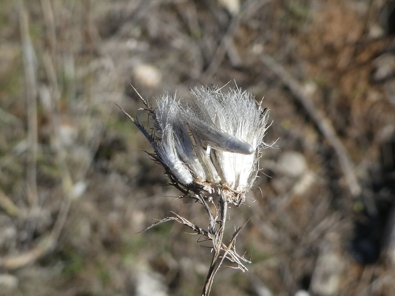 Atractylis cancellata fruit