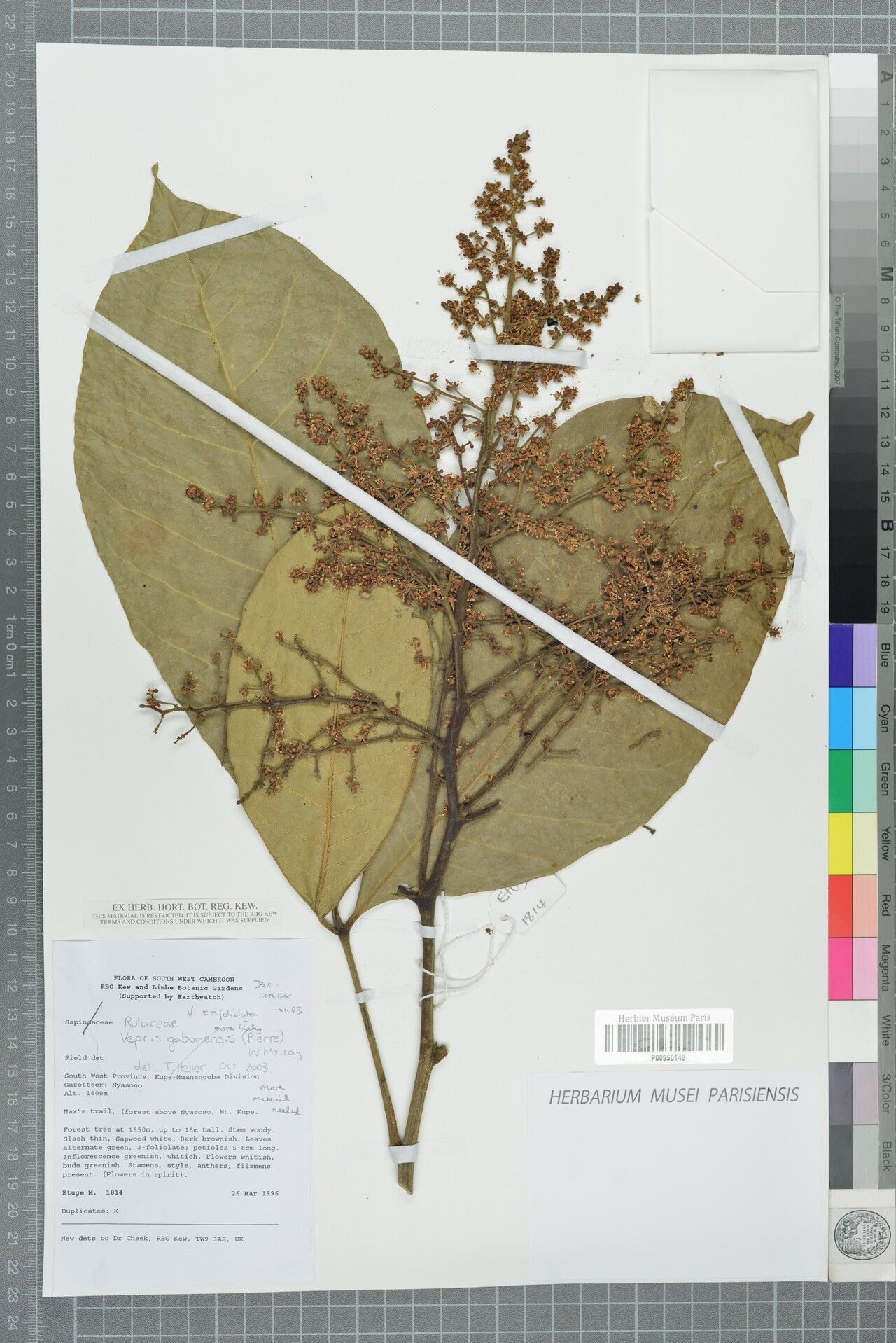 Vepris trifoliolata — search result for 'Vepris'