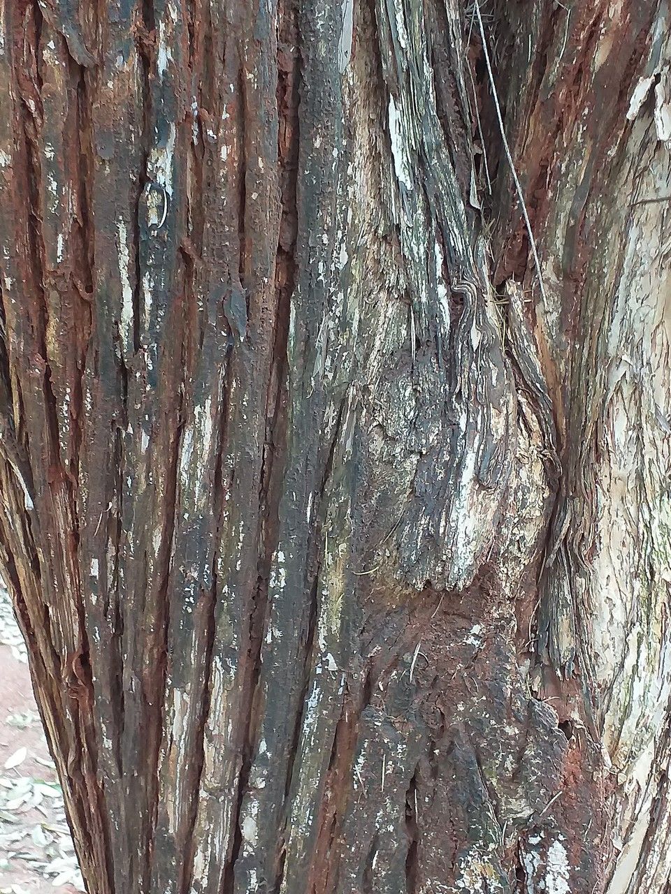 Callistemon pallidus bark