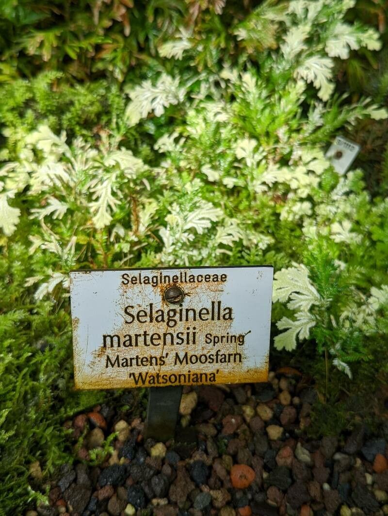 Selaginella martensii other